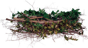 Photo of branches ready to be recycled