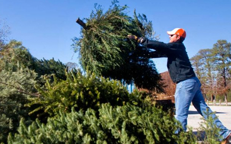 Photo of man dropping off Christmas tree